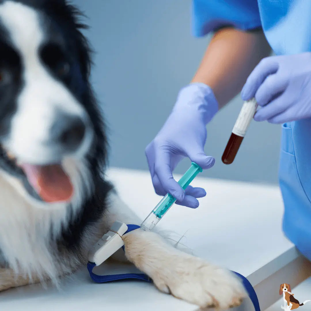 Can dogs with Addison's disease take Heartgard Plus safely?